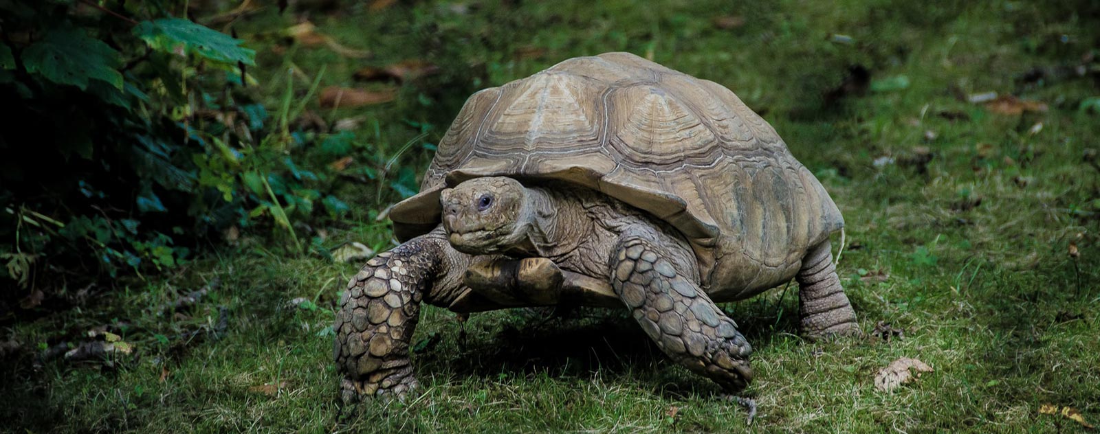 habitat-tortue
