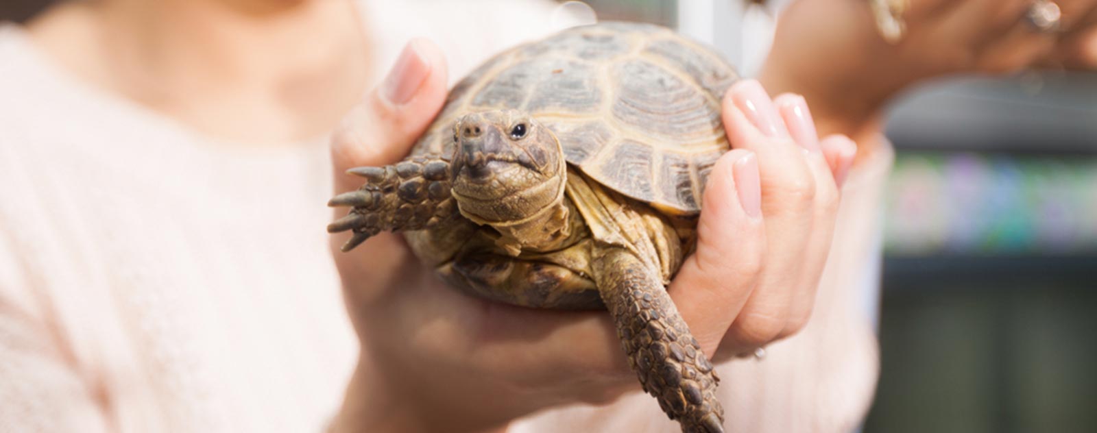 tortue-de-terre-achat