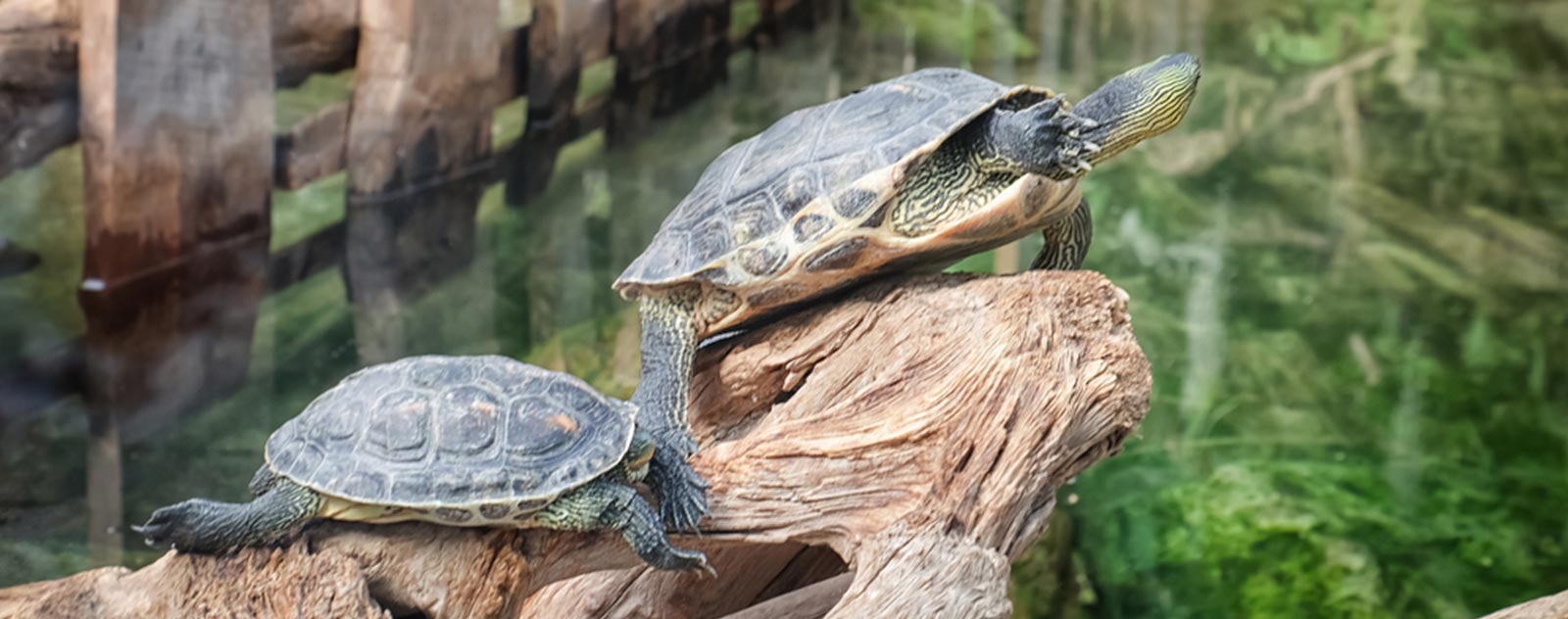 Fabriquer un enclos à tortue de terre