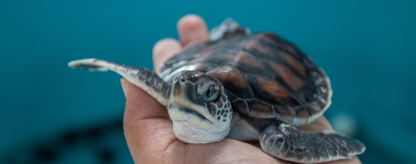 tortue-d-eau-espece