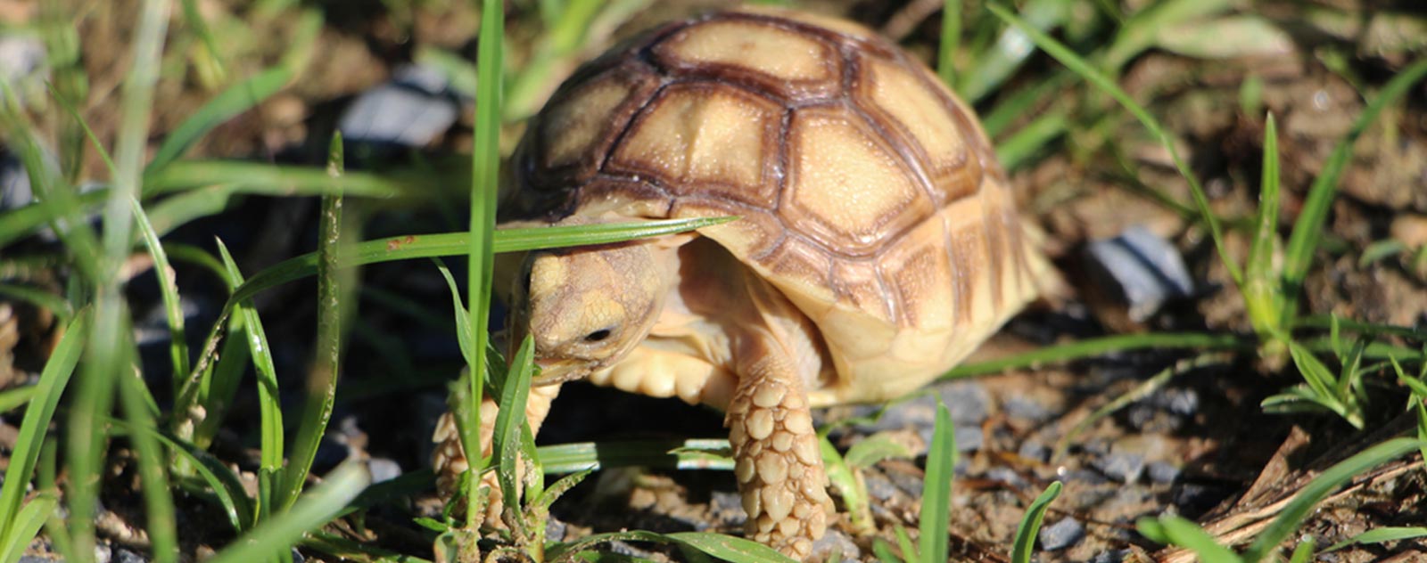 petite-tortue-aquarium