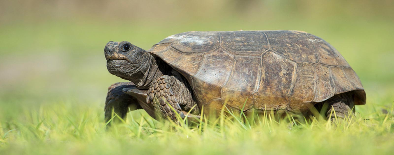 tortue-floride-male