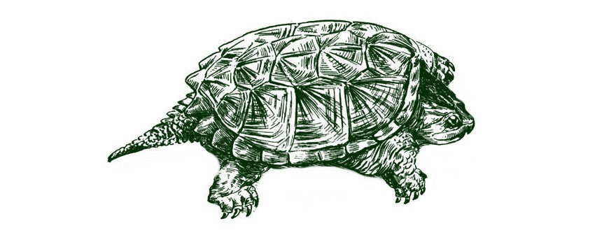 Description-tortue-alligator