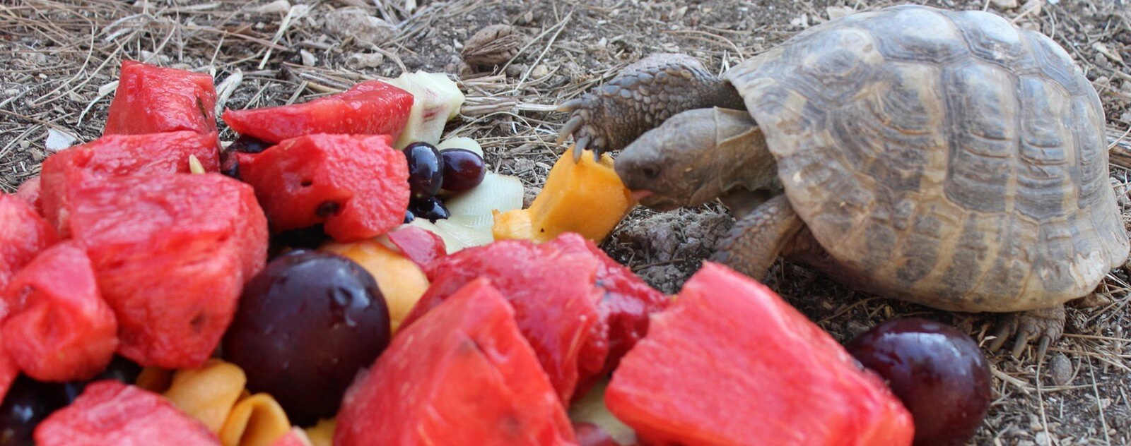 Quelle alimentation pour une tortue terrestre ? Que mange une tortue ?