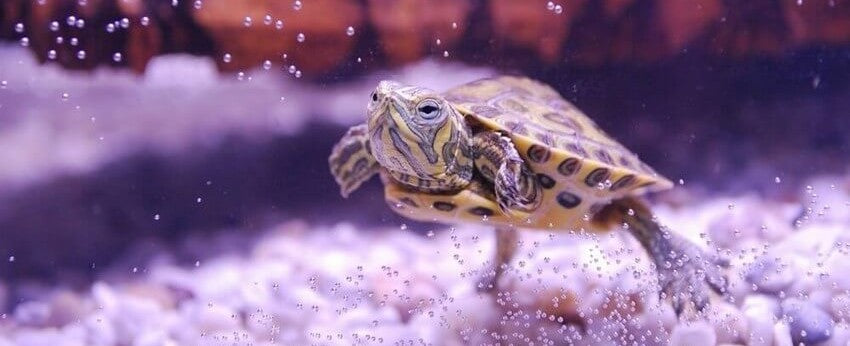 Alimentation-tortue-eau