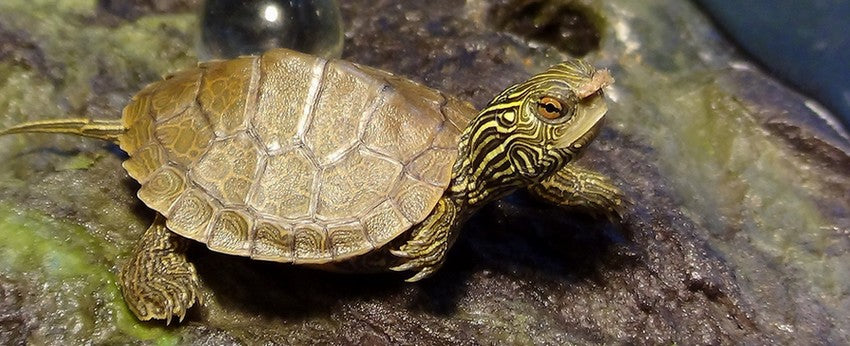 bebe-tortue