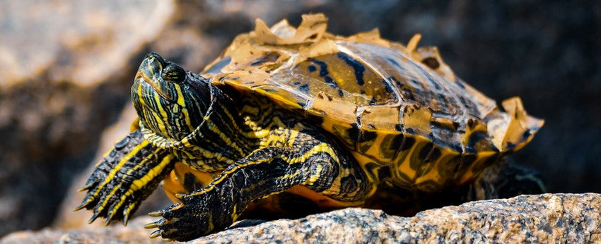 tortue-eau-longevité