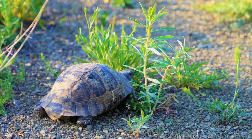 Tortue-hermann-nature