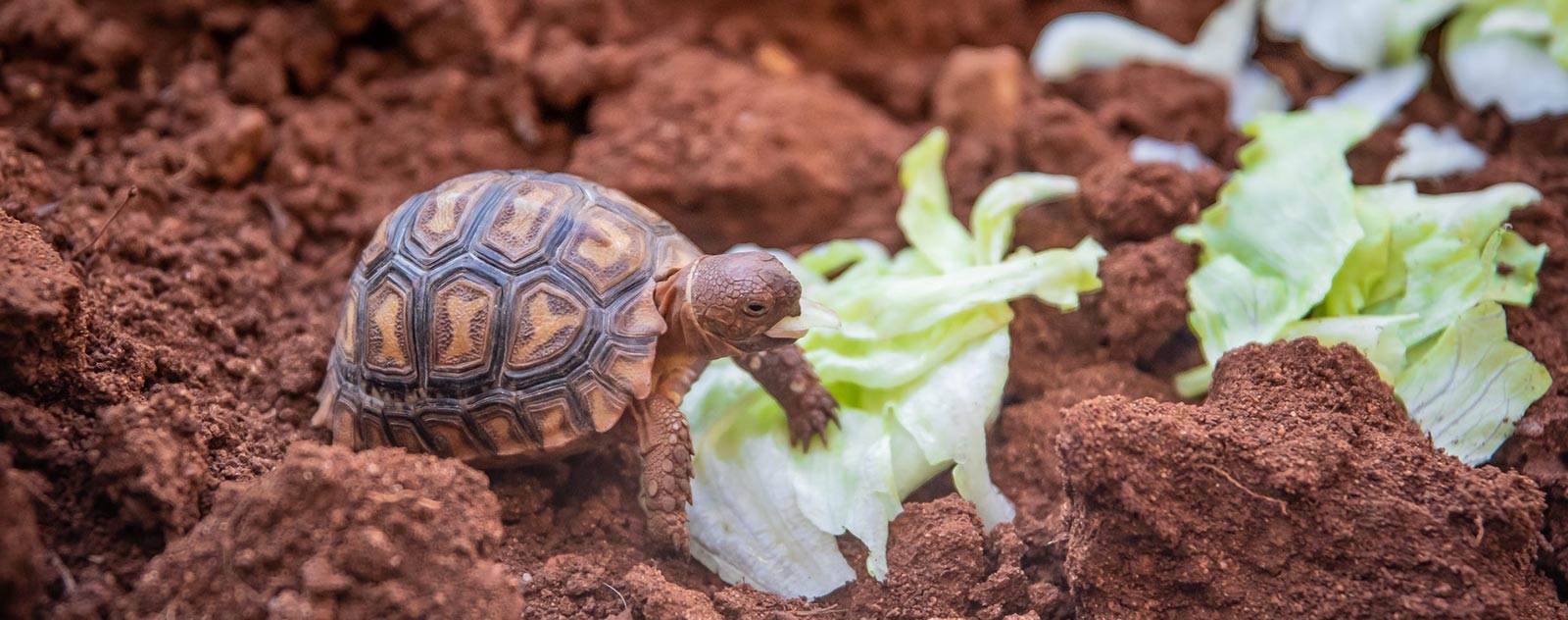 Reproduction des tortues