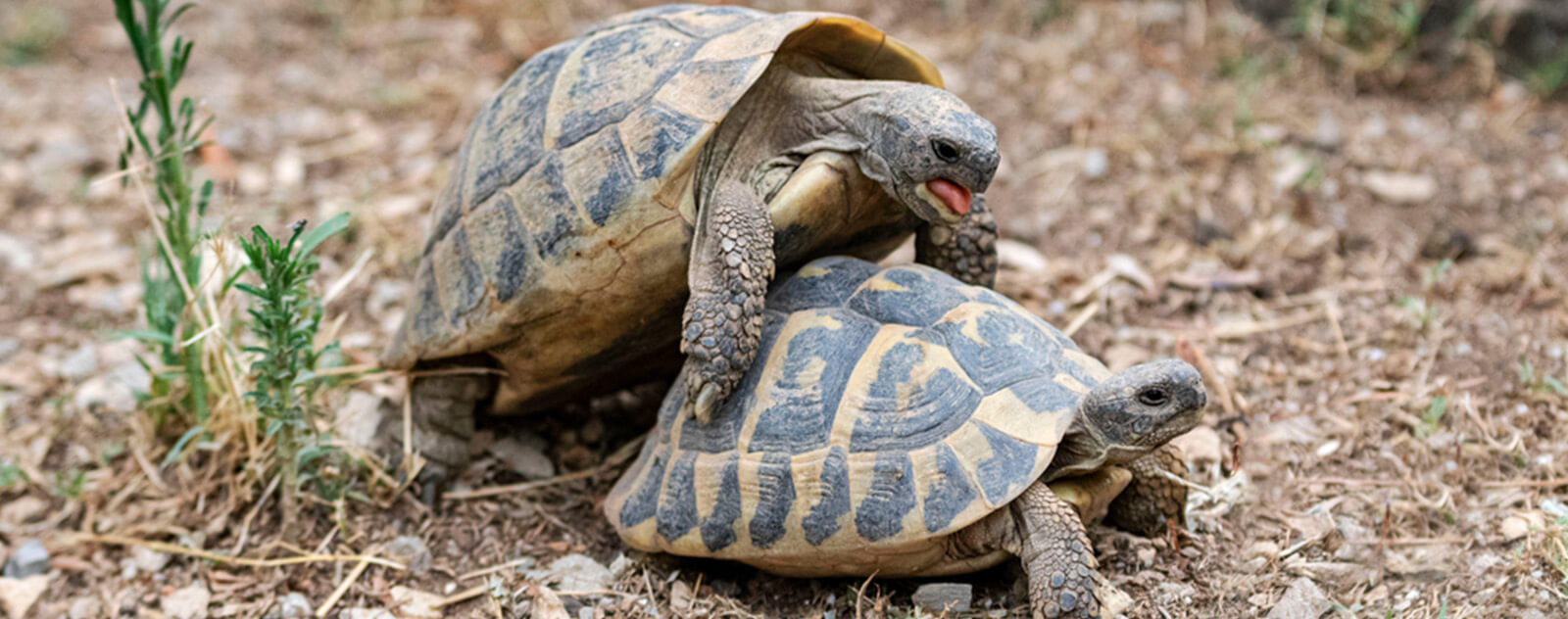 Accouplement-tortue-Hermann