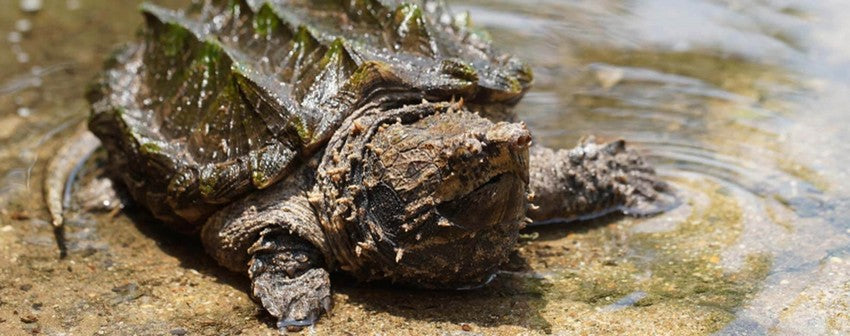 Tortue-alligator-habitat