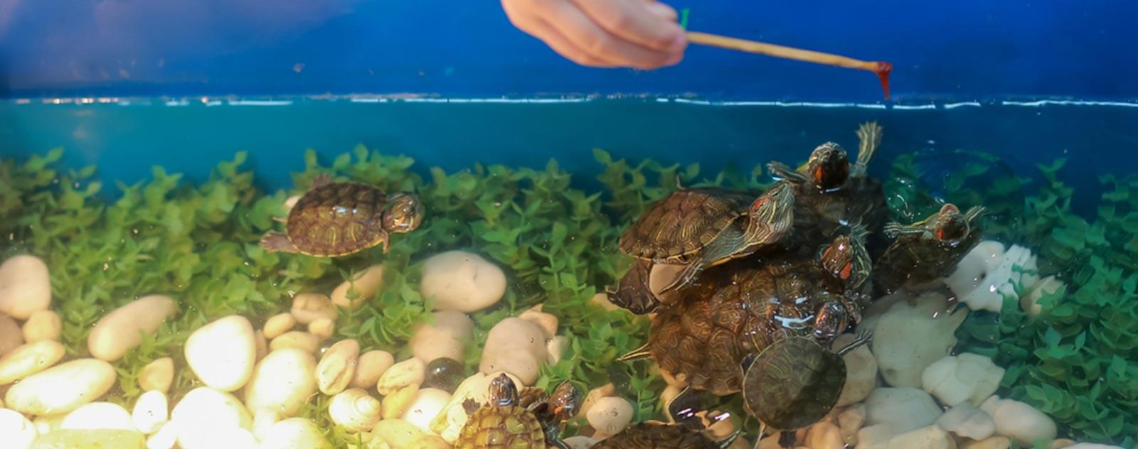 Que mange une tortue d'eau ? ✔️ Le Royaume des Tortues