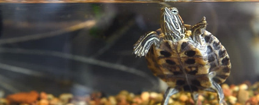 Aquarium-tortue