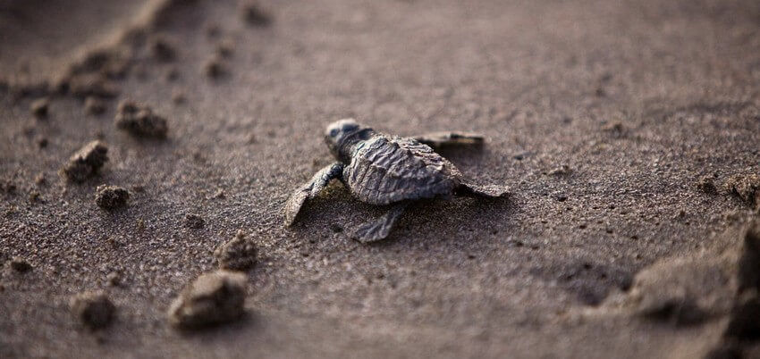 Bébé-tortue