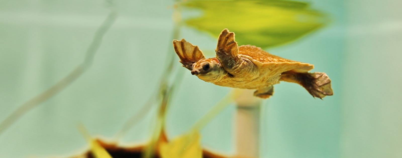 La carapace de la tortue est-elle résistante ? - Ça m'intéresse