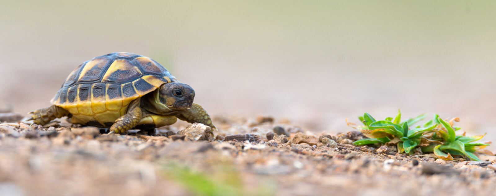 Bébé-tortue-d'Hermann