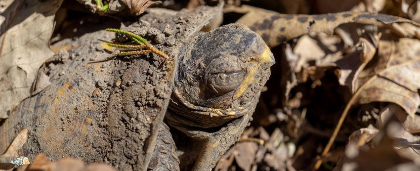 bébé-tortue-en-hibernation