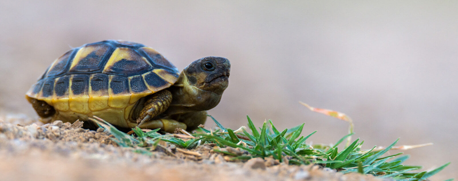 Bébé-tortue-qui-mange 