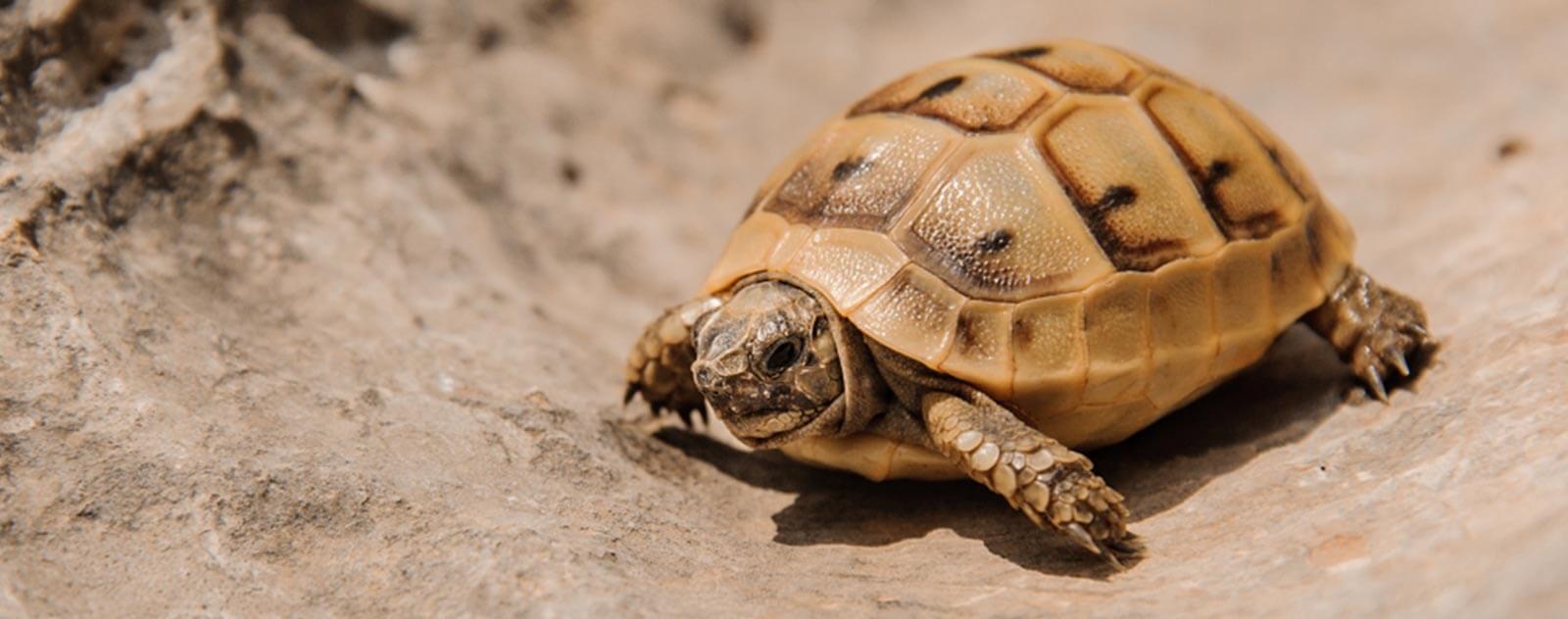 Espèces de tortues Granulés