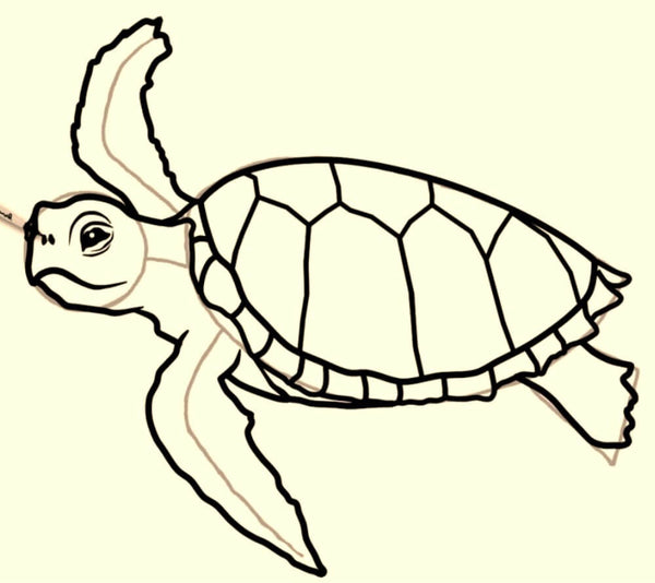 Narine-tortue
