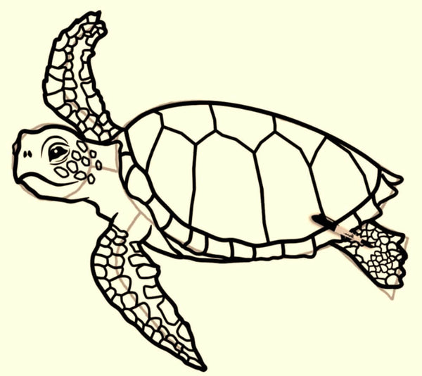 Superbe-écaille-tortue