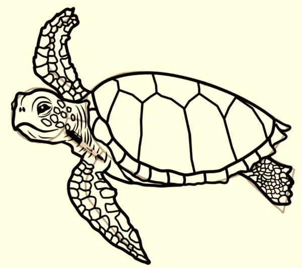 Longévité-tortue