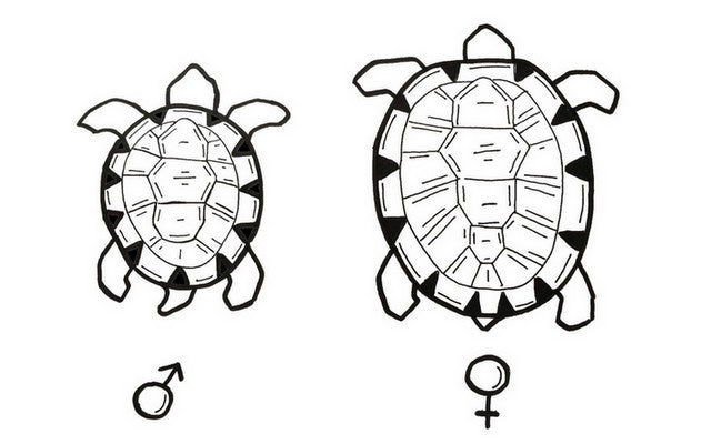 difference-carapace-tortue-male-et-femelle