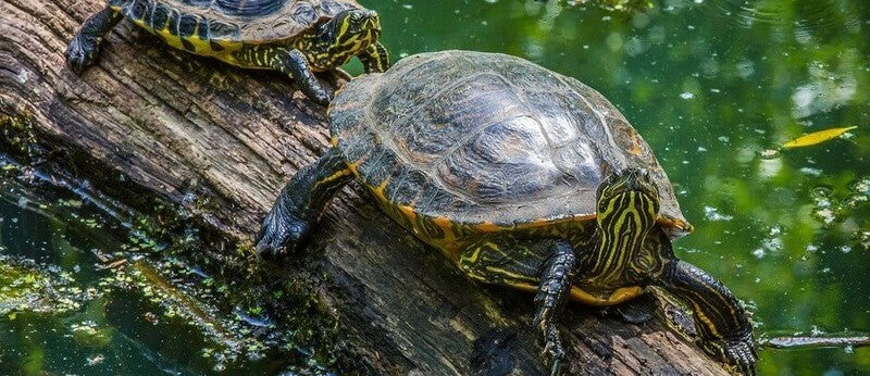 tortue-eau-douce