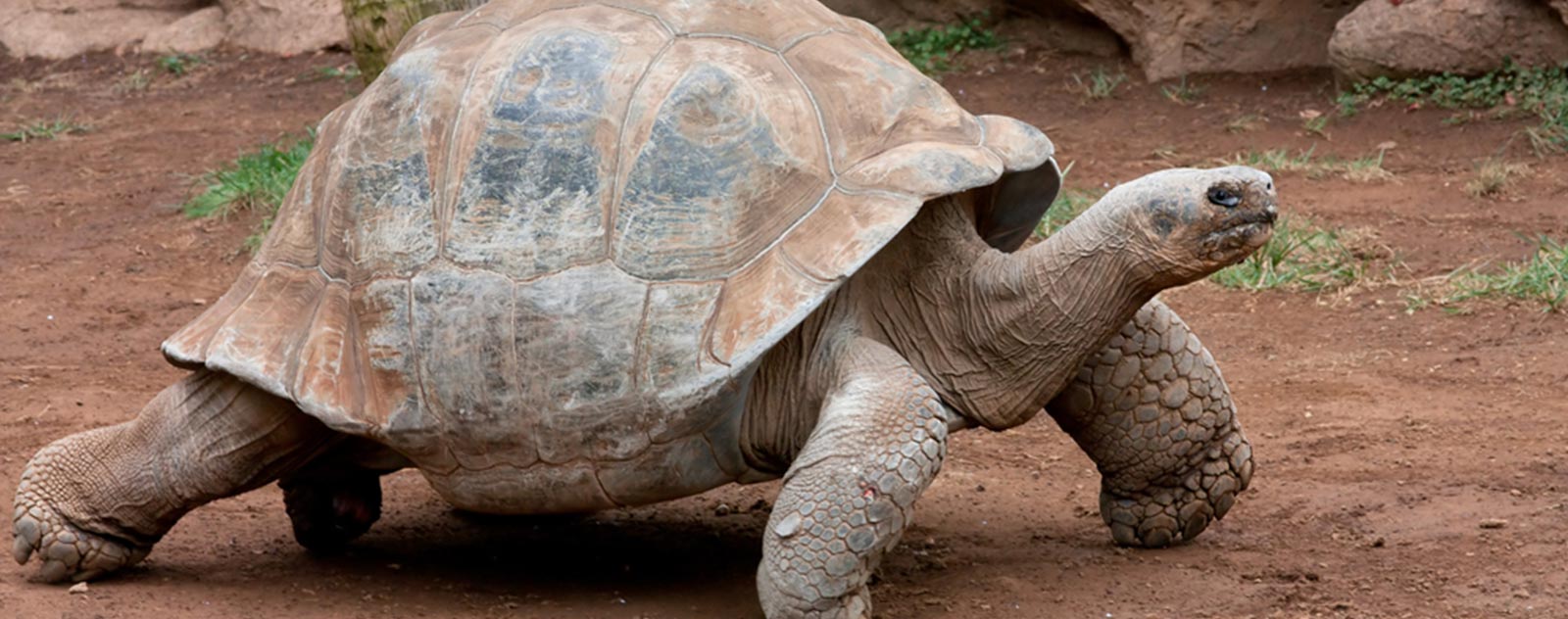 Animaux de compagnie Tortue géante