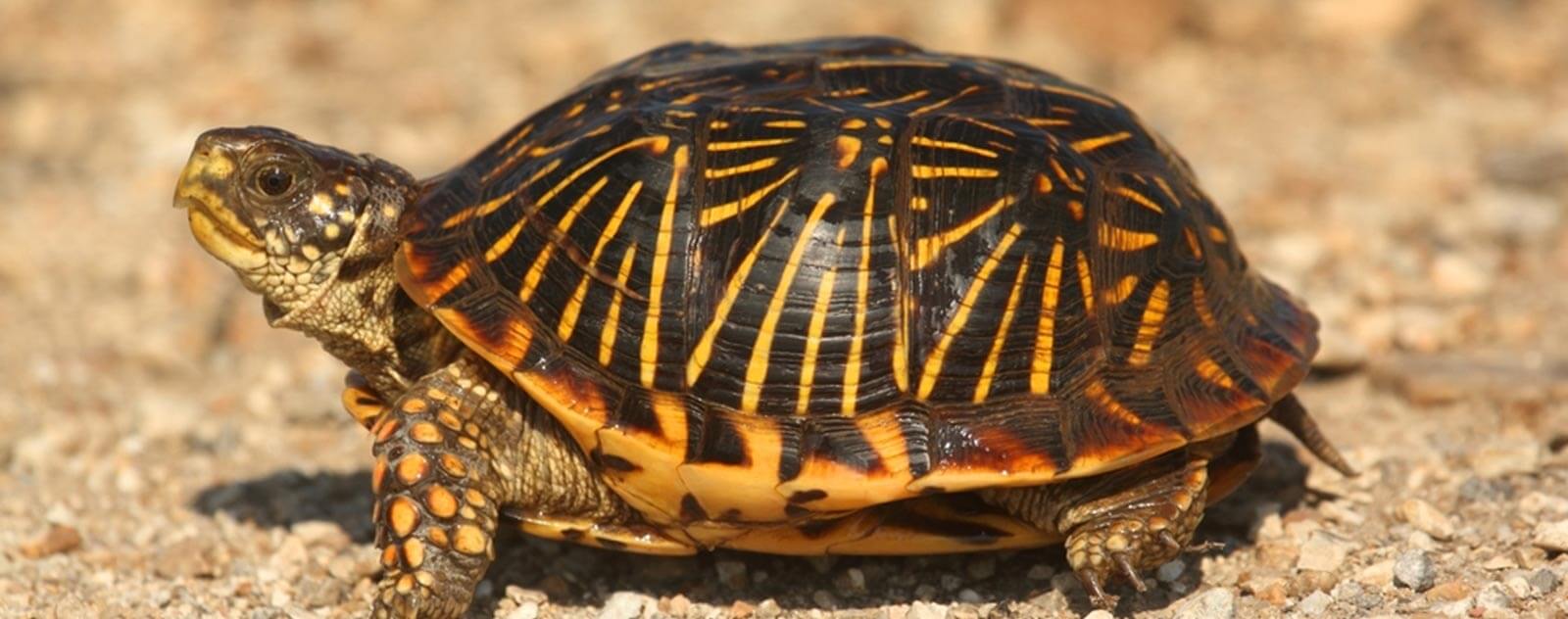 tortue-nature-sauvage