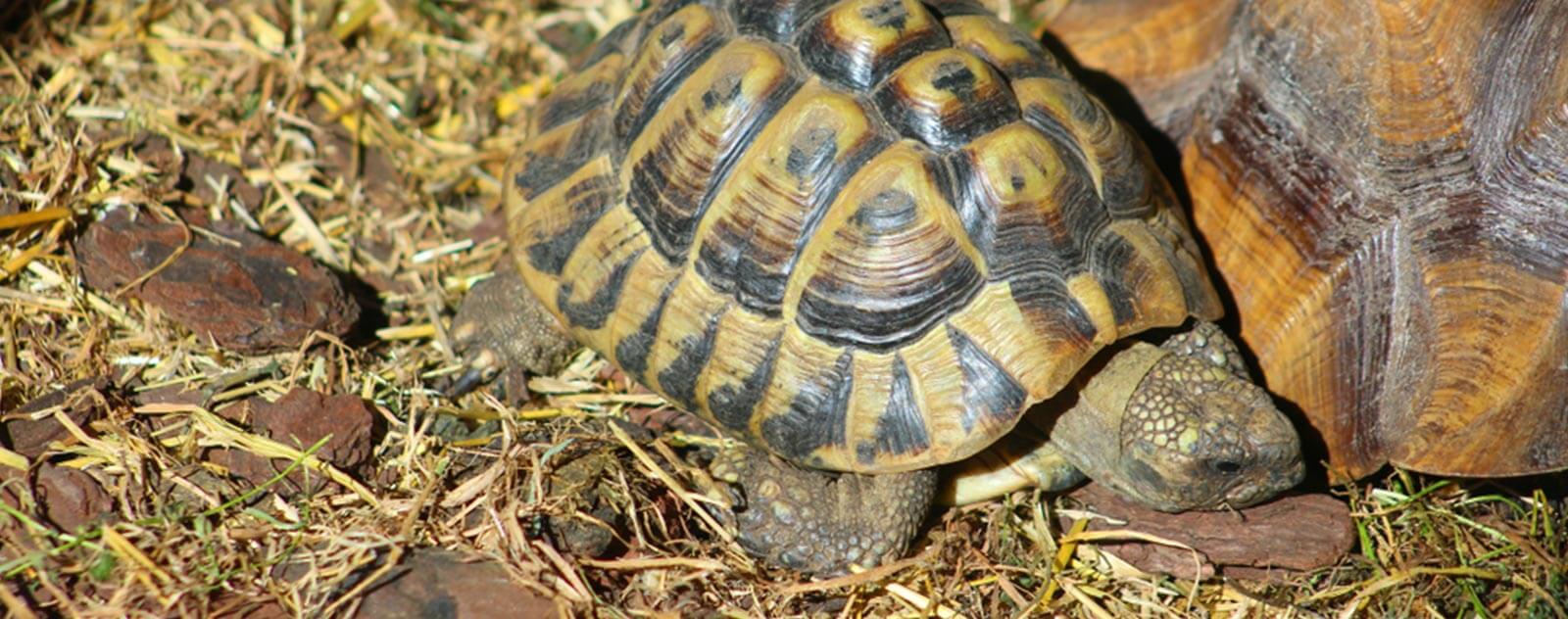 Famille-tortue