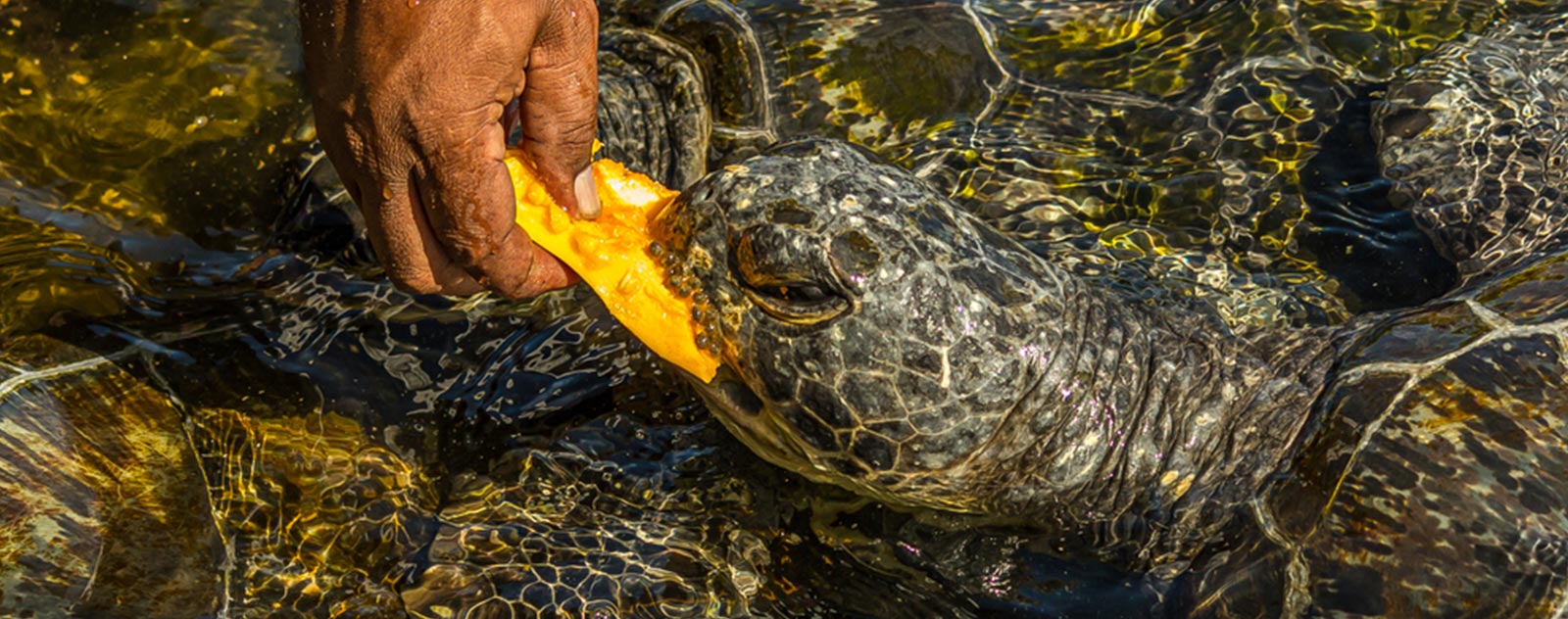 Aquarium Terrestre