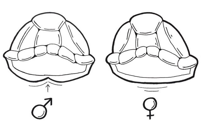 plastron-tortue