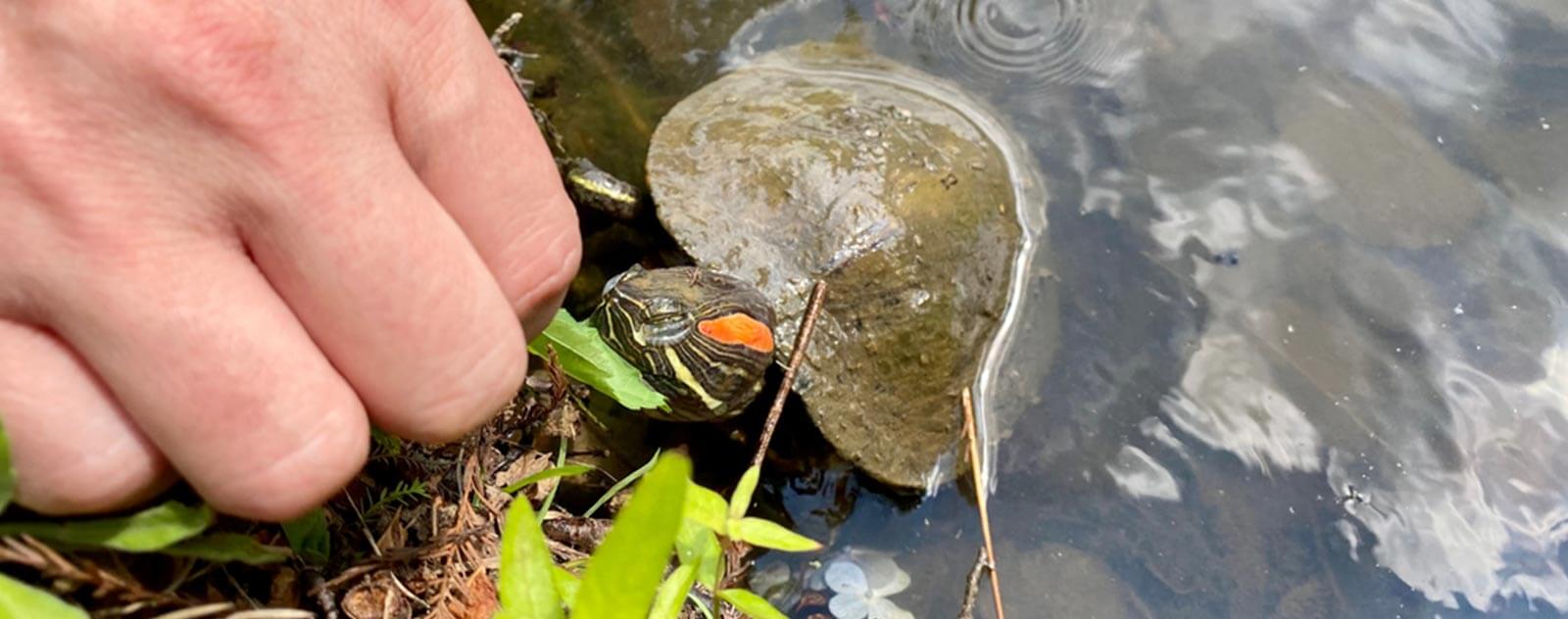 Femelle Tortues terrestres