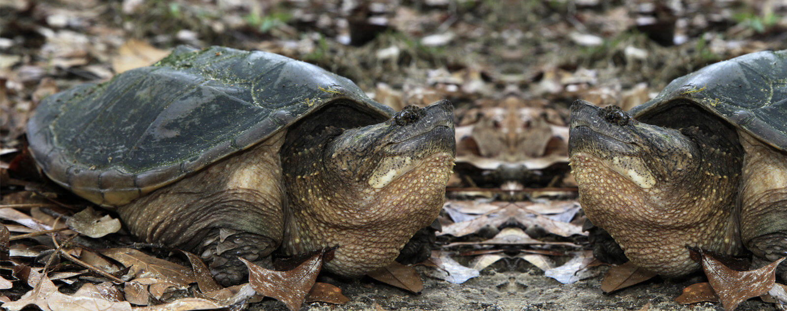 Métabolisme Tortue peinte