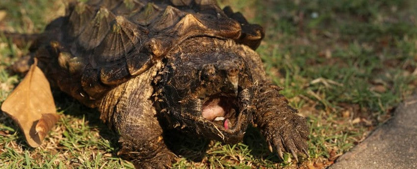 La puissante tortue-alligator reste vulnérable