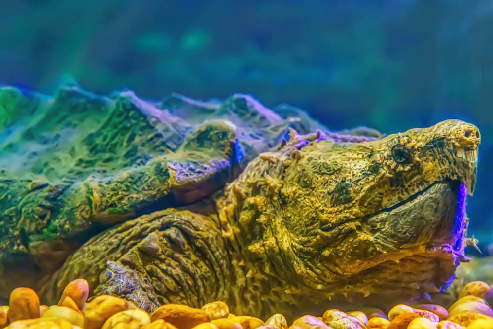 La puissante tortue-alligator reste vulnérable