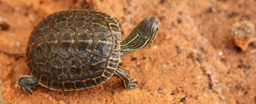 5 choses que vous ne soupçonniez pas sur la tortue de terre