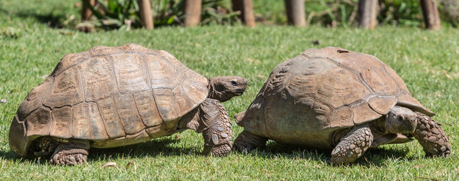 élevage-captif-tortue