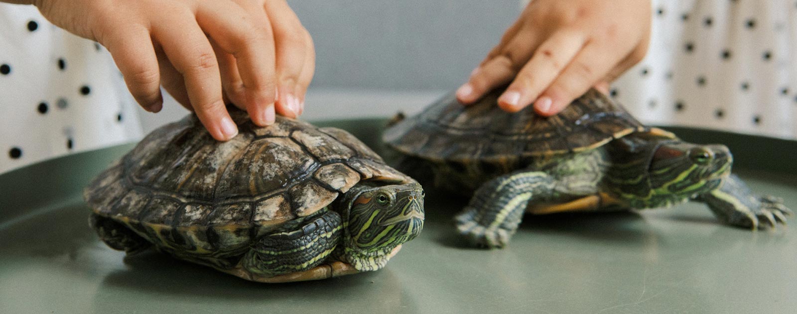 Cachette Tortue peinte