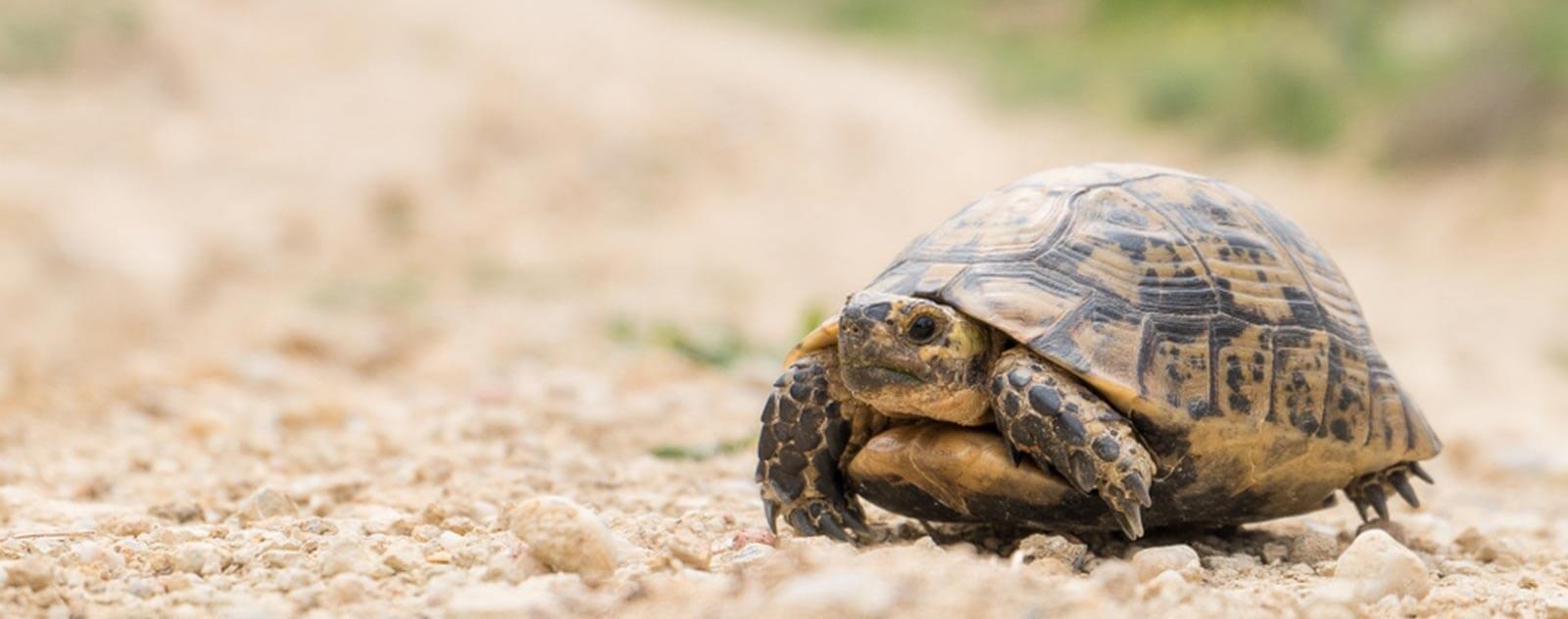 Tortue-foret