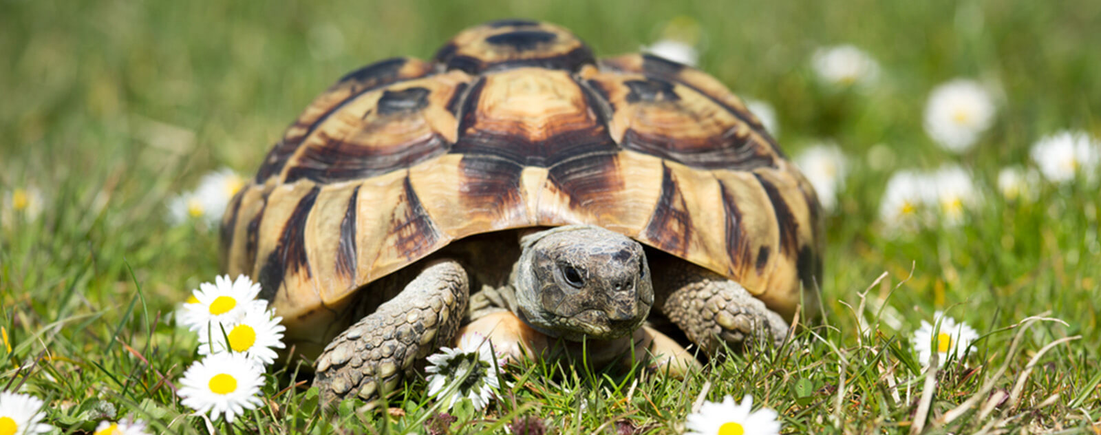 Tortue-mange-piscenli