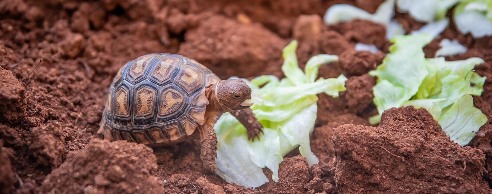 Hiberner Tortue de floride