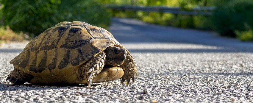 Tortue-prêt-à-hiberner-exterieur