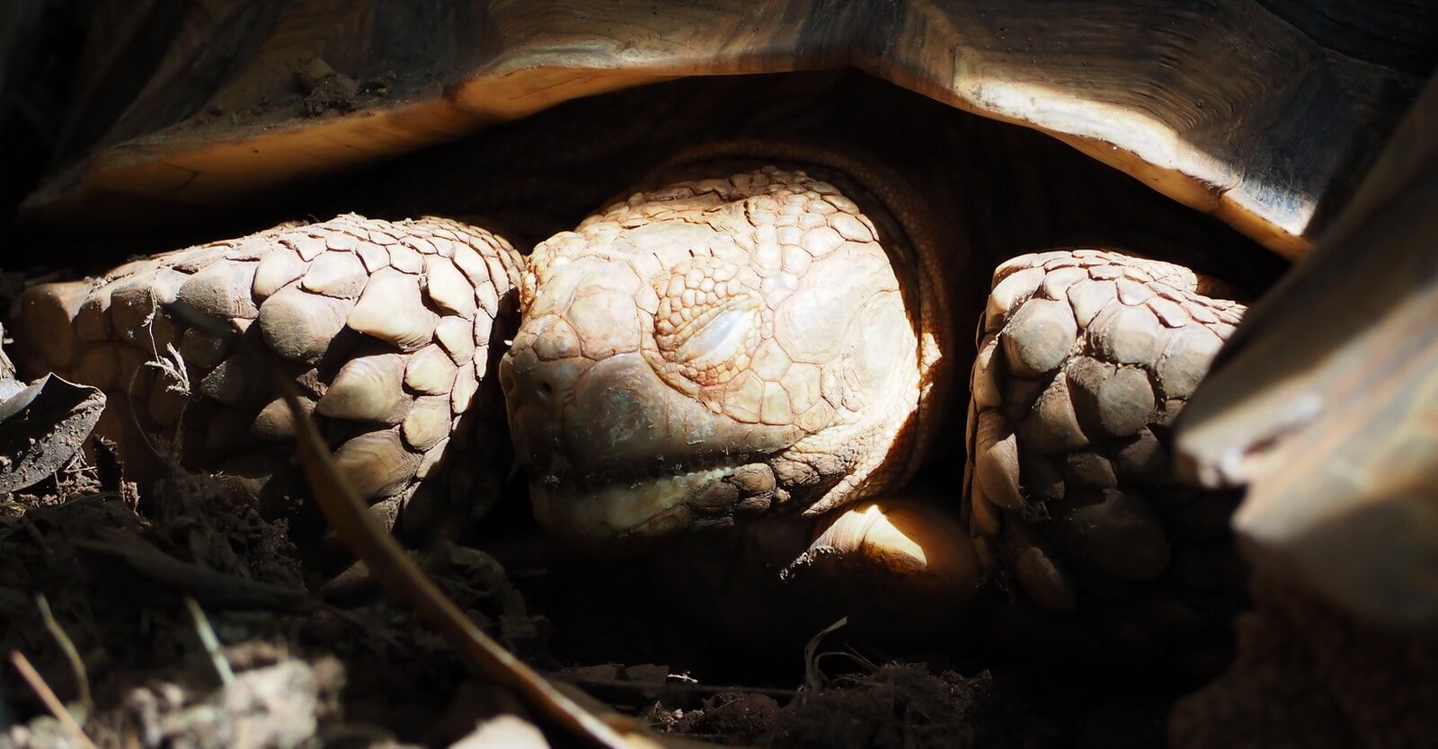 Comment bien nourrir une tortue terrestre ? - Le blog de La Ferme des  Animaux