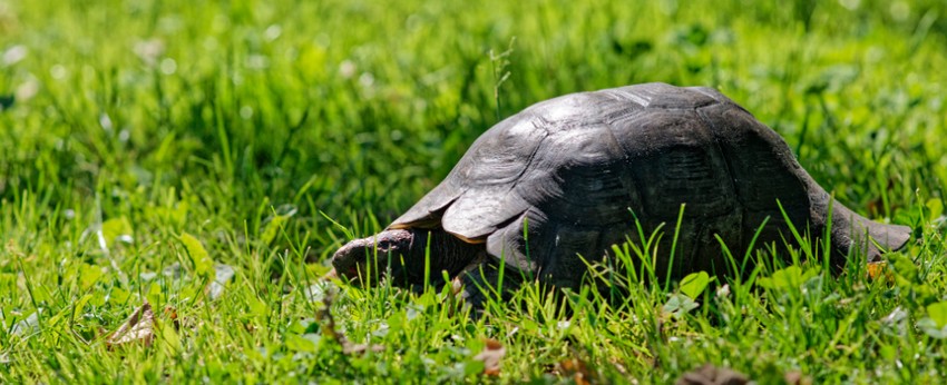 Tortue-de-jardin