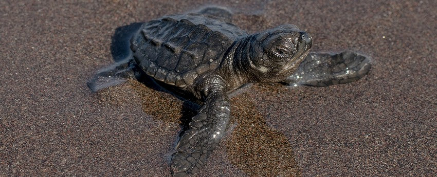 bébé-tortue-luth