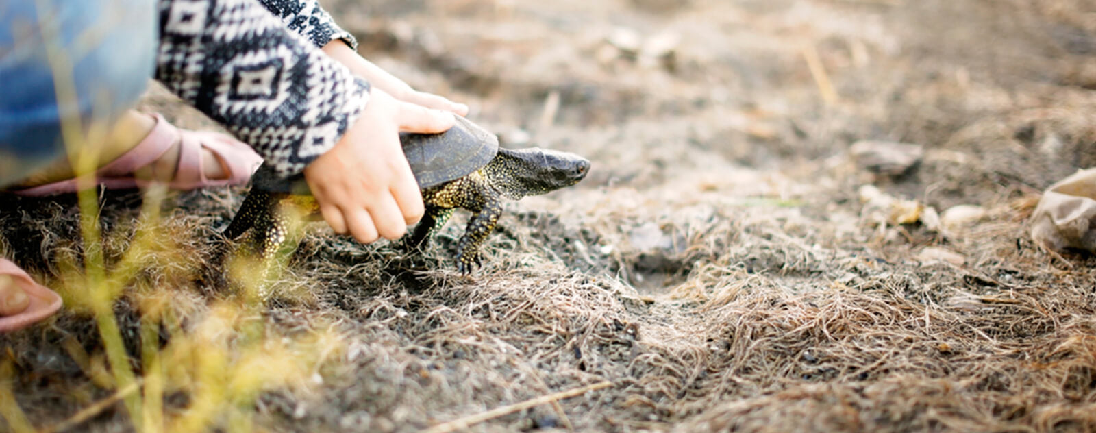 tortue-nature