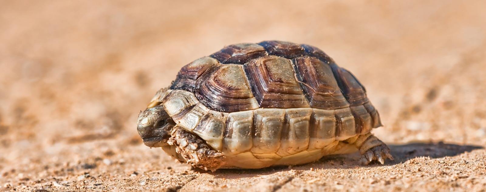 bebe-tortue