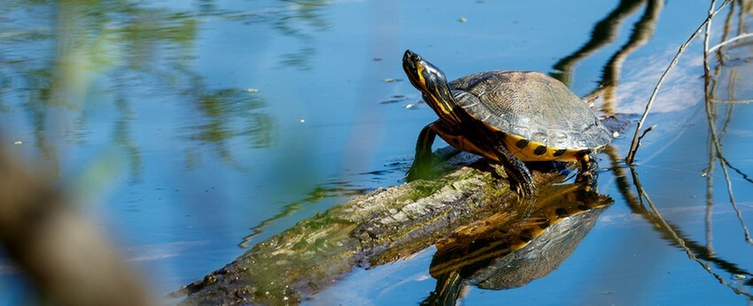 Tortue-naturel